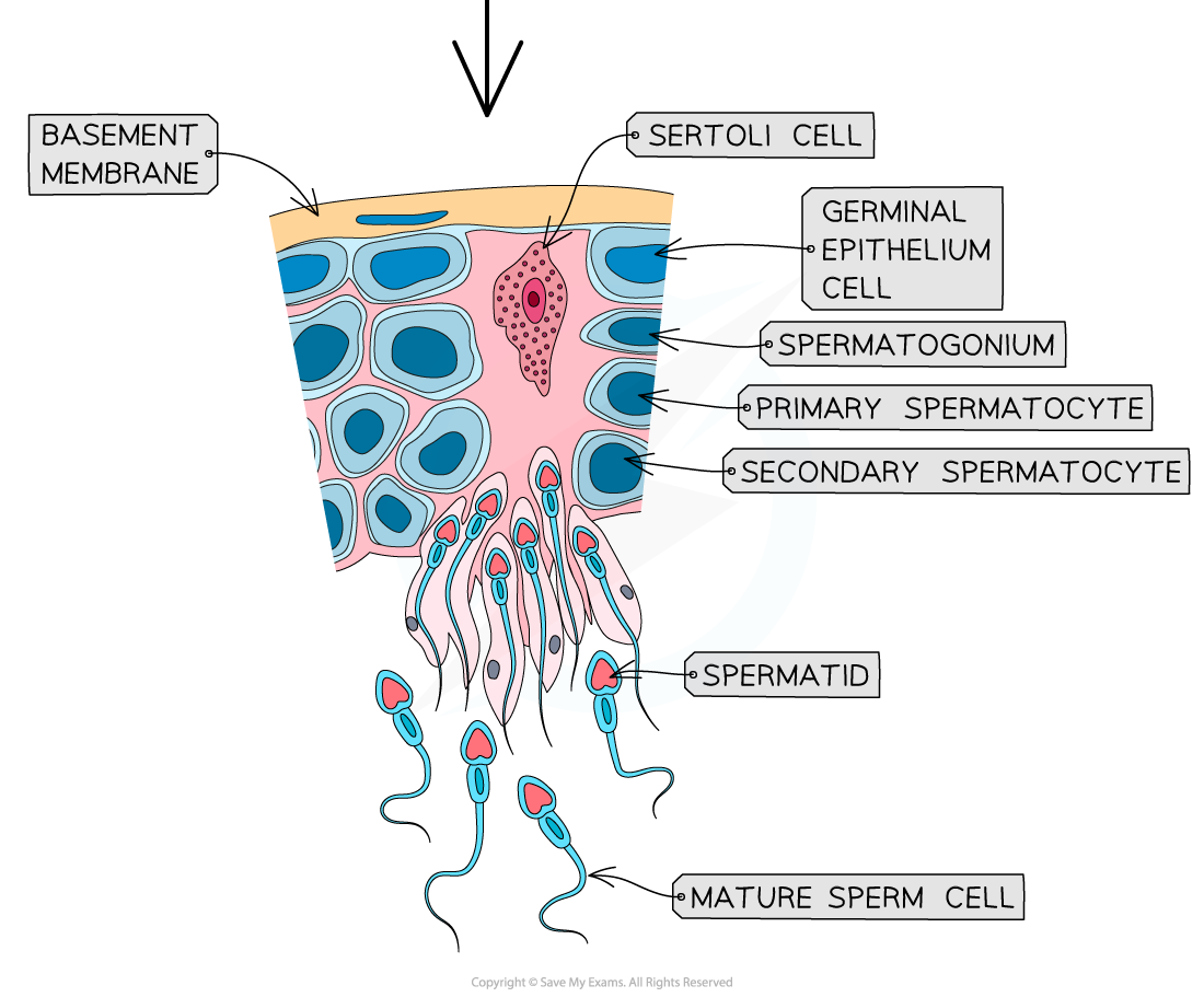 spermatogenesis-3