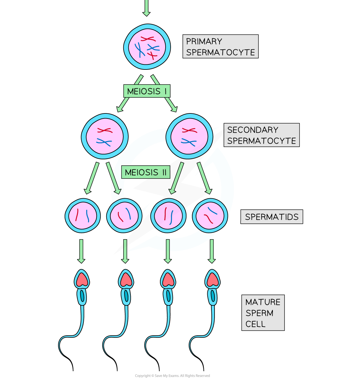 spermatogenesis-5