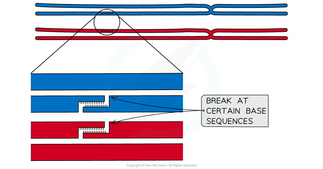 stage-2_-cuts