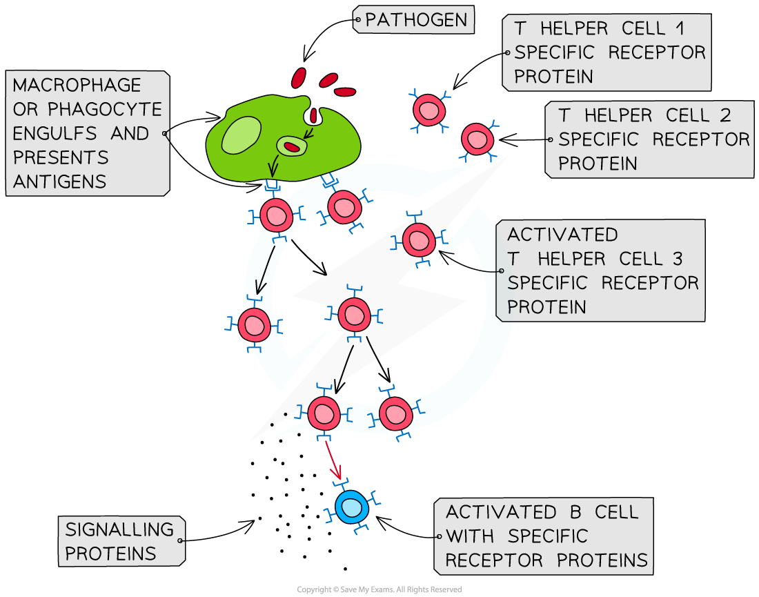 t-helper-cell-and-b-cell-activation