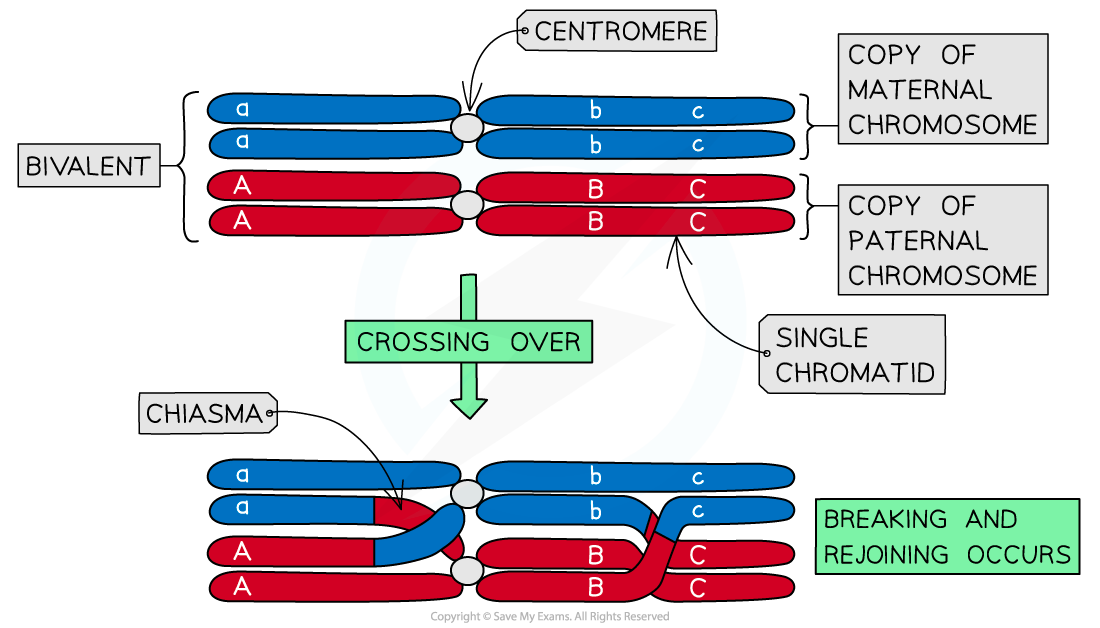 the-formation-of-chiasmata