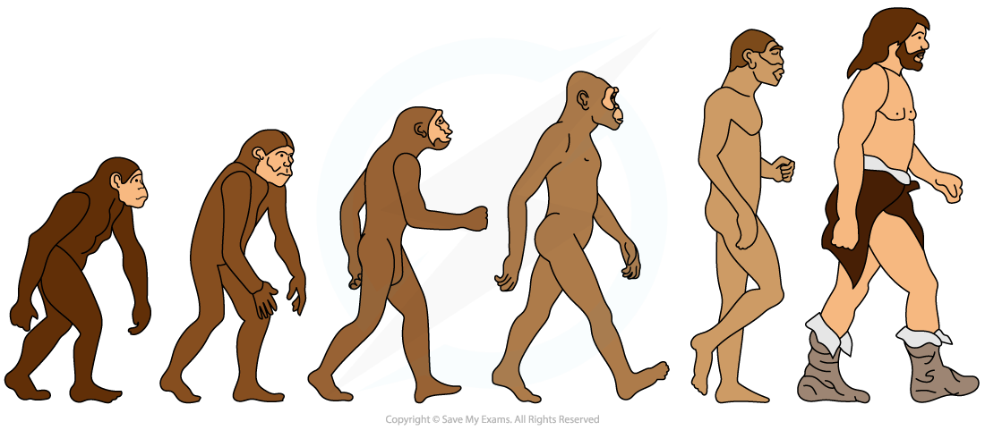 the-iconic-image-of-evolution