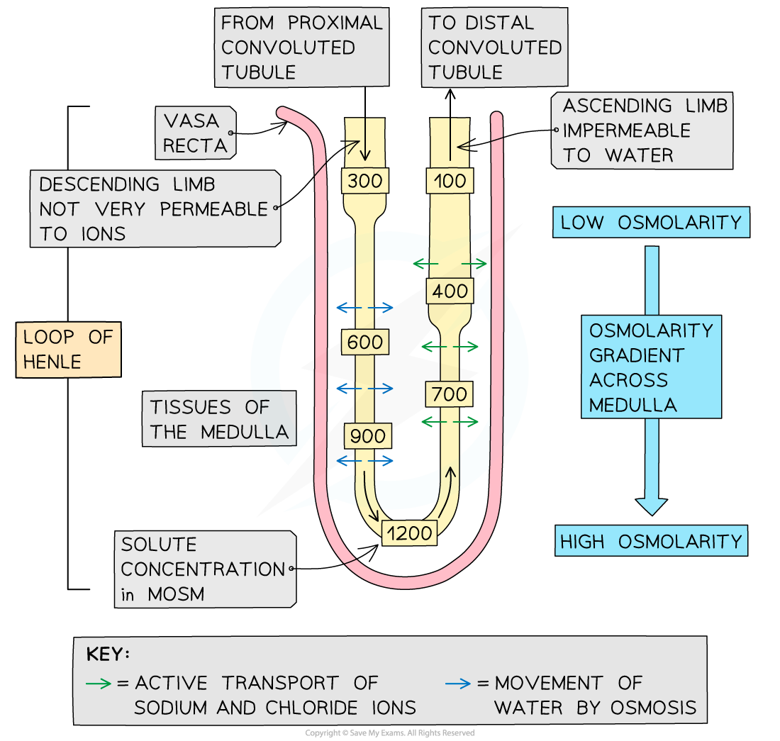 the-loop-of-henle-function-osmolarity