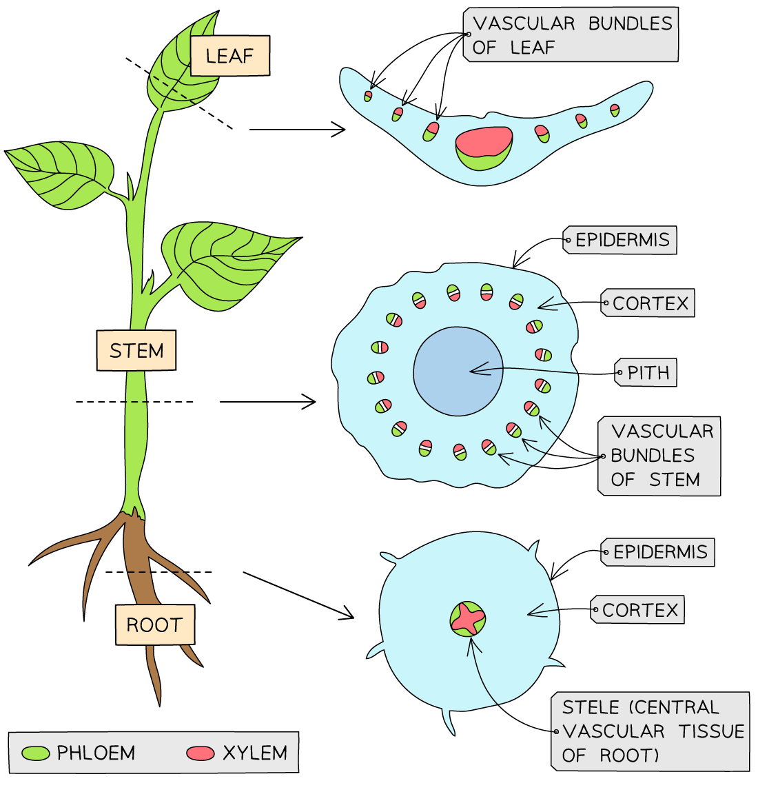 tissue-distribution-in-roots-stems-and-leaves