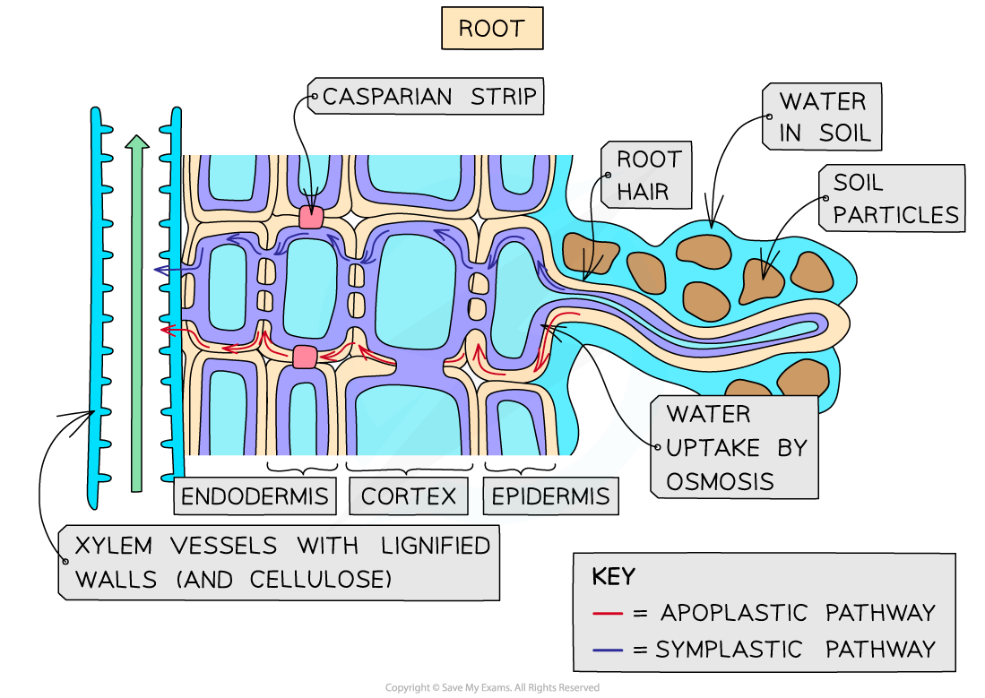 water-pathways-across-the-root-cortex