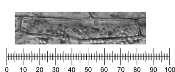 plant-cell-with-graticule