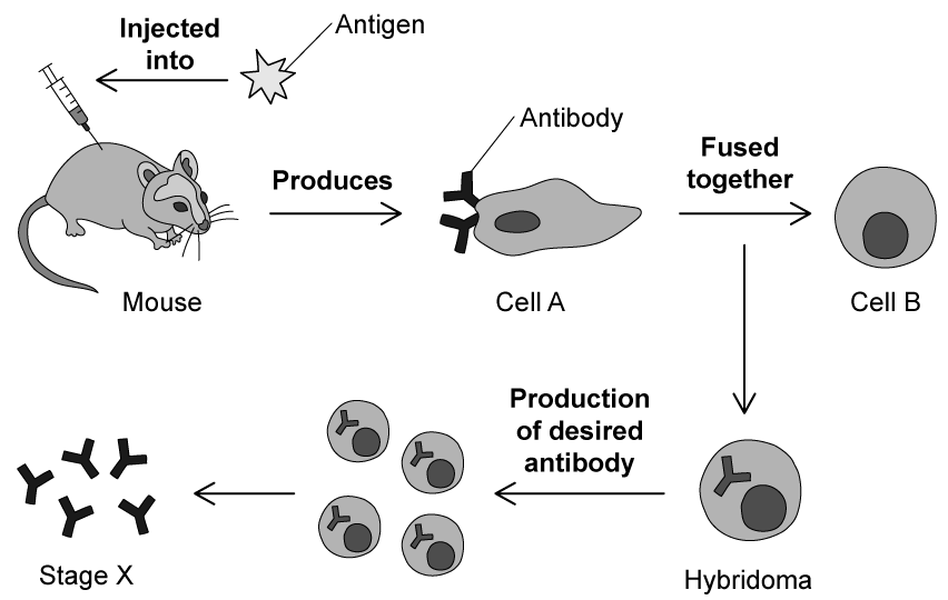 wVVqPsZt_monoclonal-antibodies-graphic