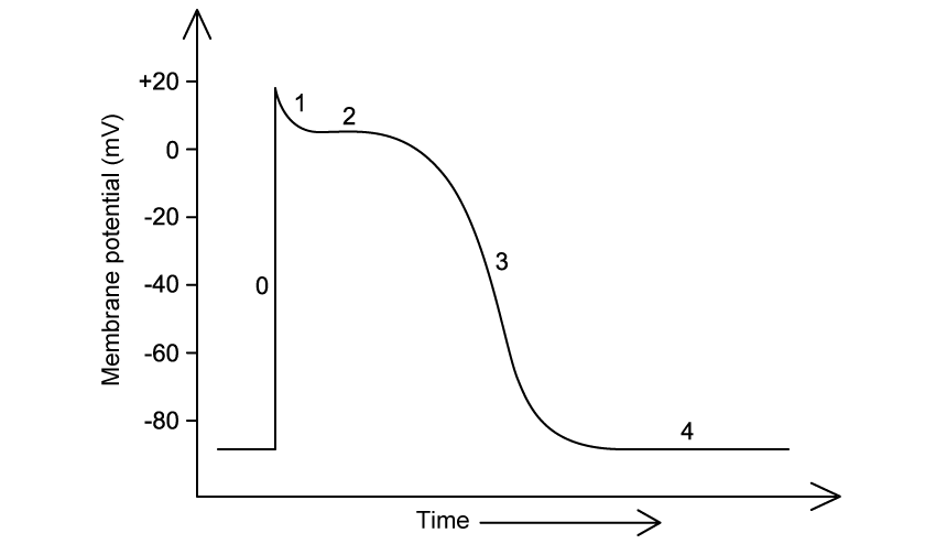 Cardiac action potential SQ