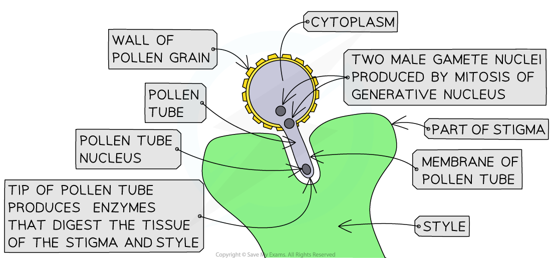 3-13-fertilisation-flowering-plants-part-1