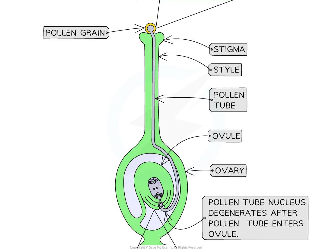 3-13-fertilisation-flowering-plants-part-2