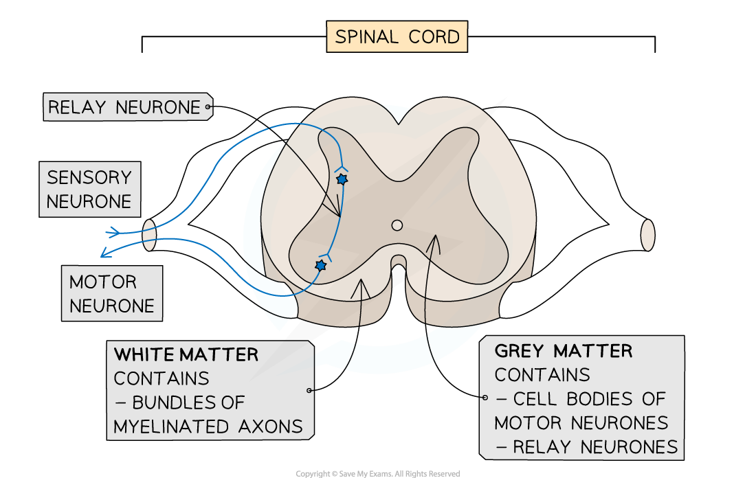 8-3-the-reflex-arc