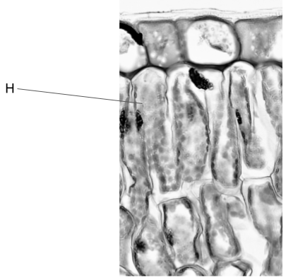 iaqTSX4j_palisade-cell-label-h