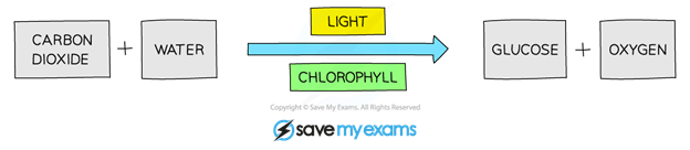 photosynthesis-1