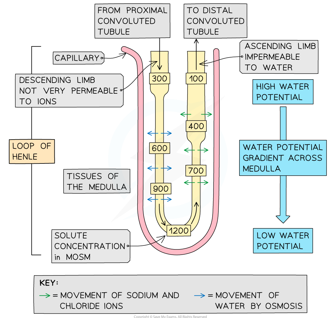 the-loop-of-henle-function-water-potential