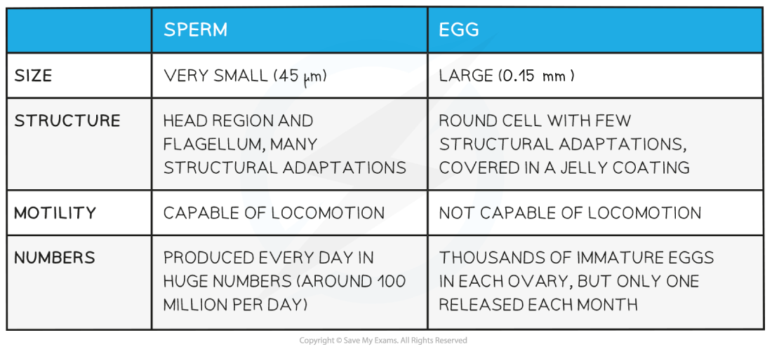 16-4-comparison-of-male-_-female-gametes-table_1