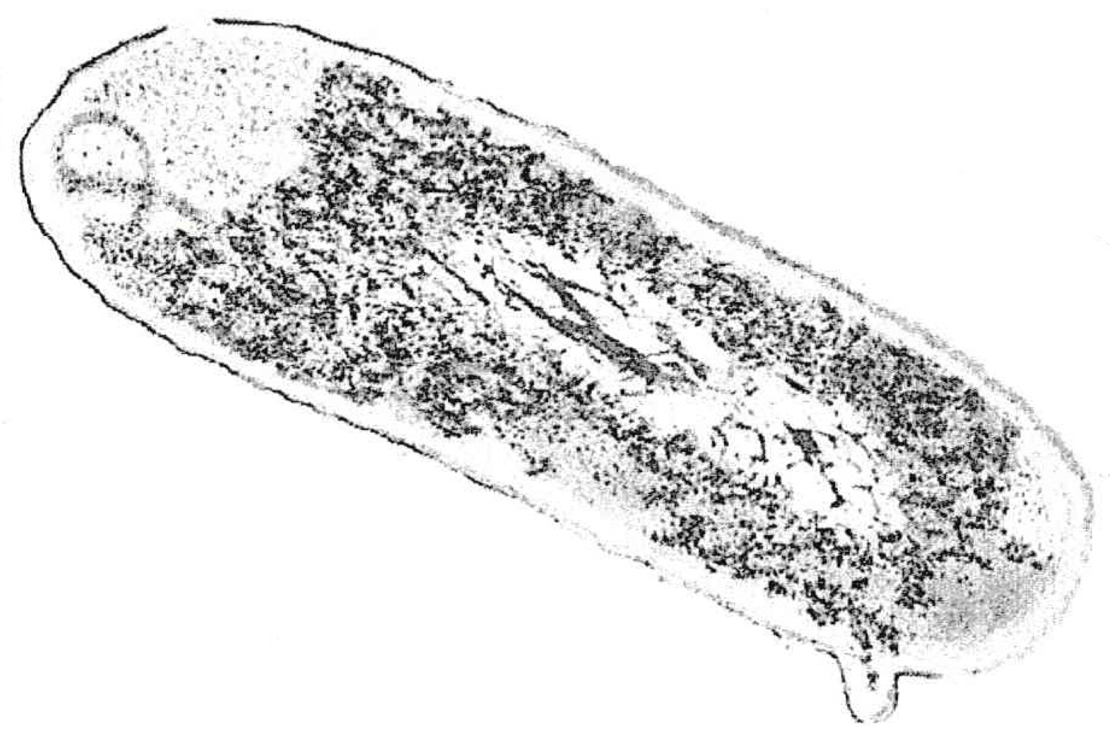 bacteria-cell-to-draw