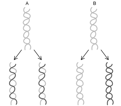 dna-replication-sq