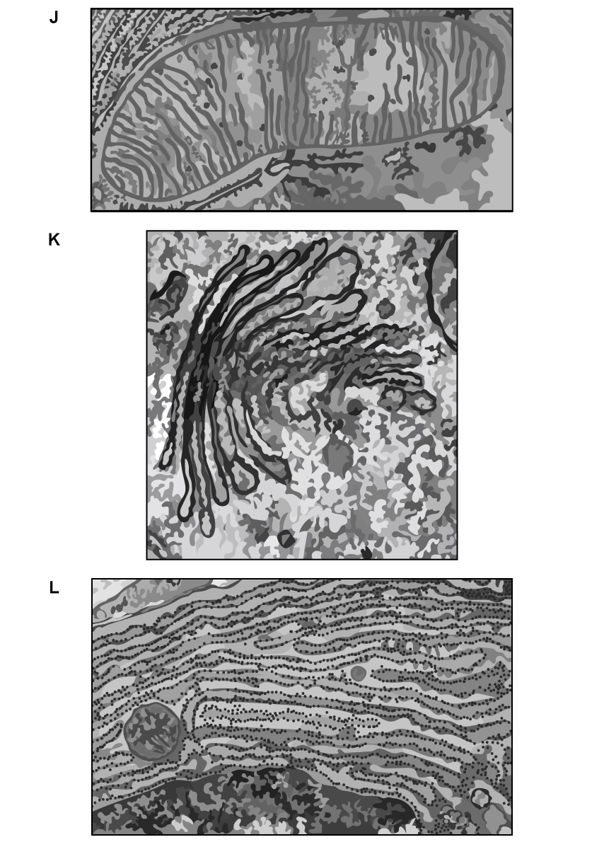 Cell organelles micrograph