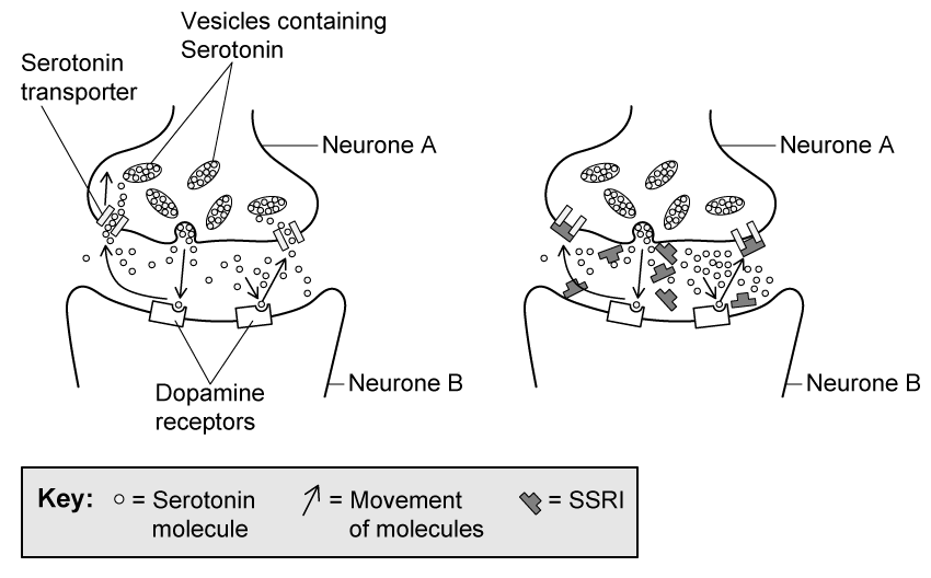 serotonin-neurotransmitter-ssris-sq