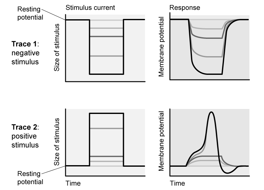 stimuli-and-membrane-potential-sq