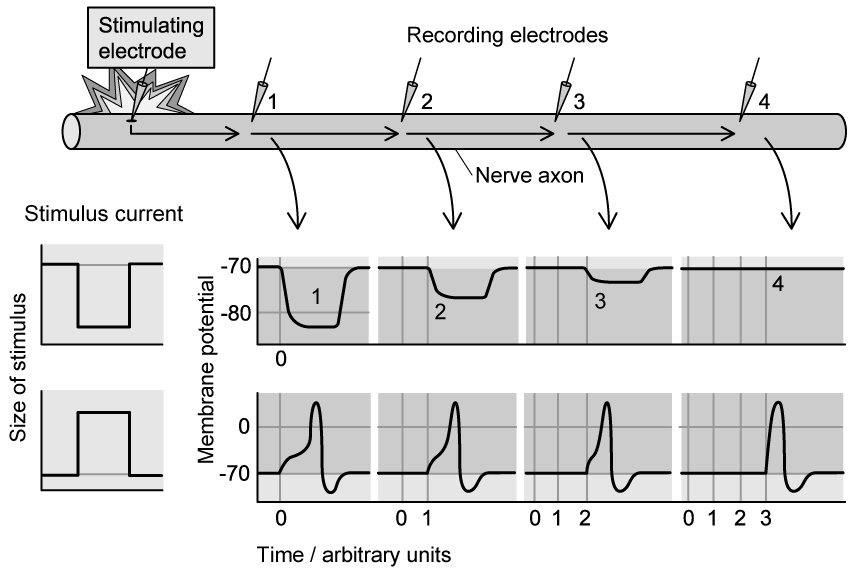 type-of-stimulus-impulse-transmission-sq