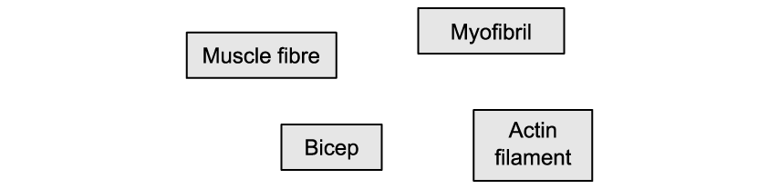 -GznrtSl_muscle-sorting-words---sq