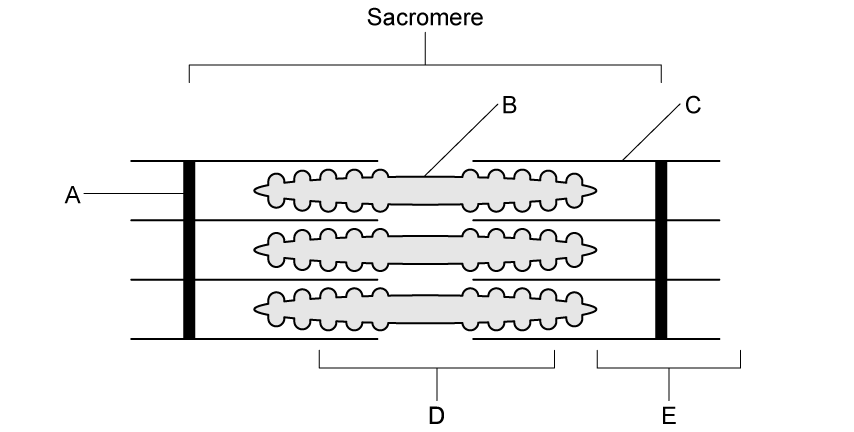 13eRSoha_sarcomere-to-label---sq