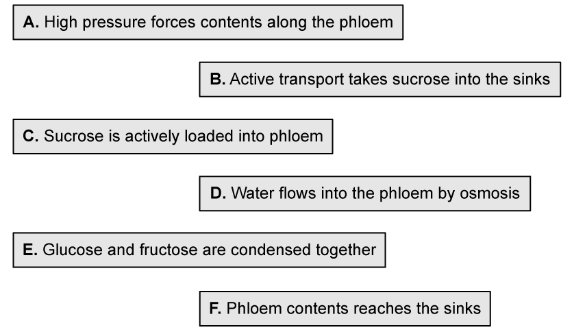 7mgieike-translocation-events-sort---sq