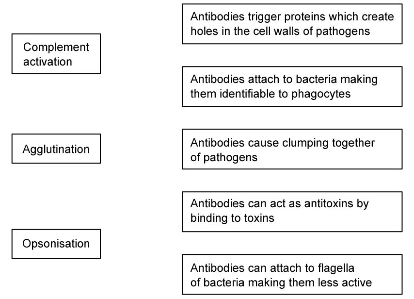 J1hhzm~b_antibody-action-sq