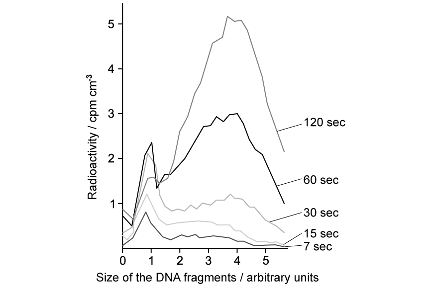 size-of-dna-fragments-during-replication-graph-sq