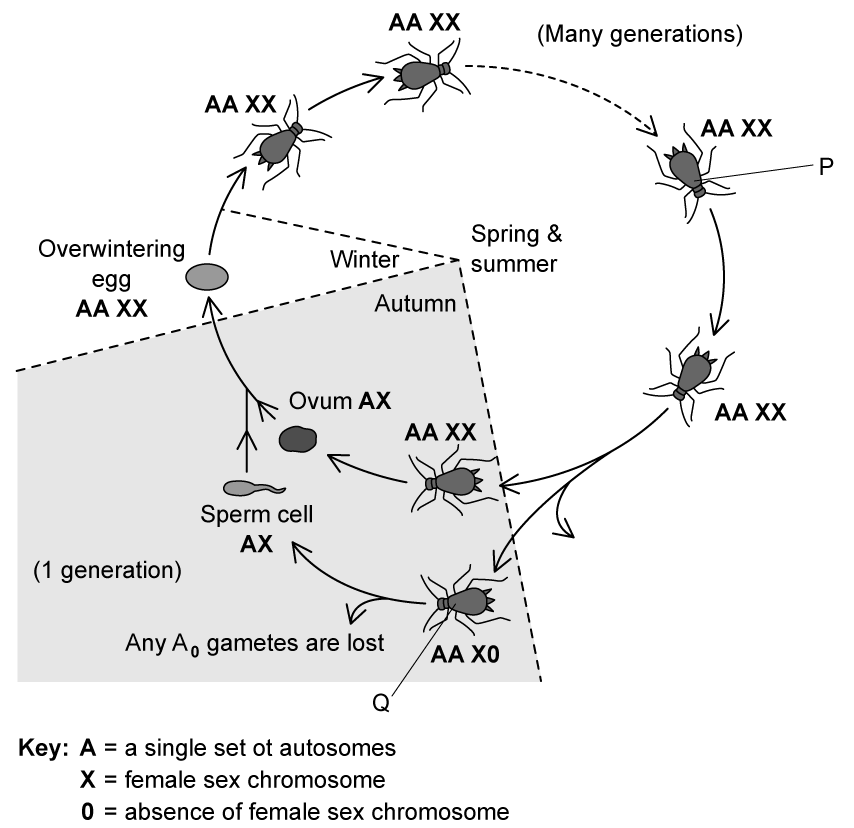 aphid-life-cycle-sq