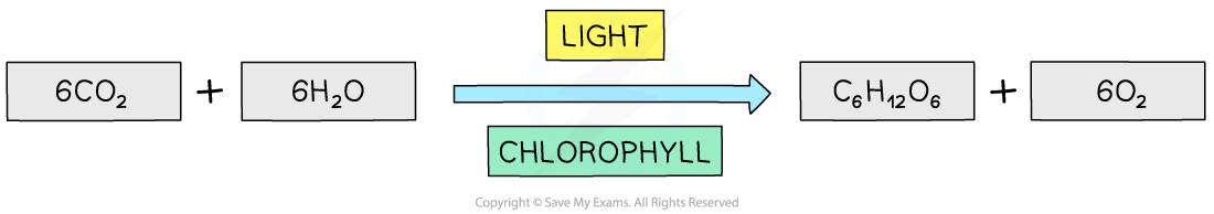 Balanced chemical equation for photosynthesis, IGCSE & GCSE Biology revision notes