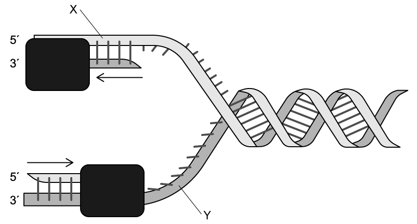 dna-replication-sq