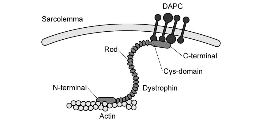 dystrophin-protein-in-muscle-fibre-sq