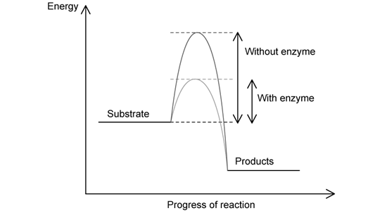 energy-level-diagram-with-and-without-enzyme-sq