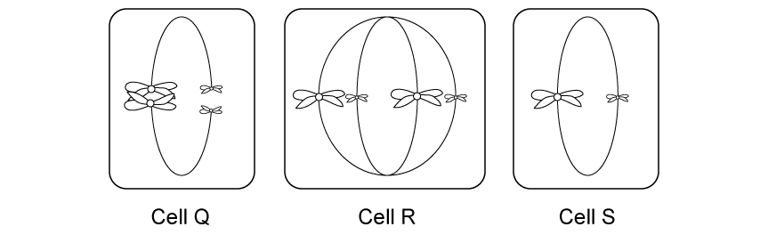 gene-loci-drosophila-mendelian-ratios-crossing-over-sq