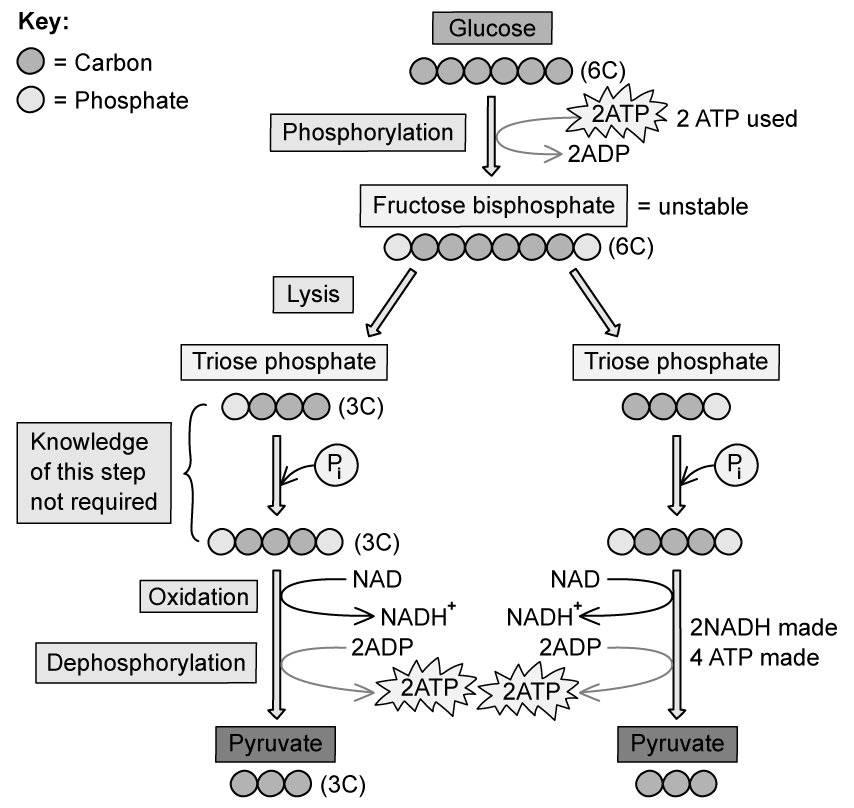 glycolysis-ib-specific