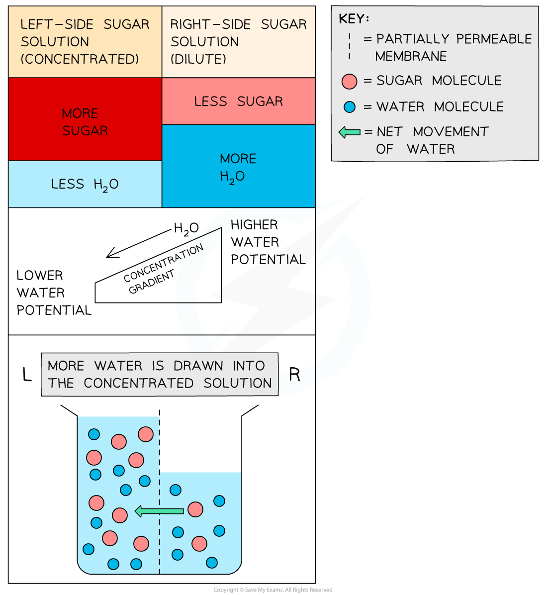 how-osmosis-works-igcse-and-gcse-chemistry-revision-notes