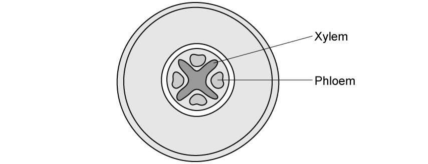 iiQrQbZs_xylem-in-the-root-sq