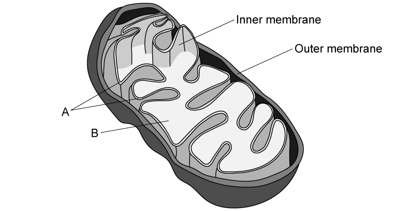 mitochondria-label-parts-sq