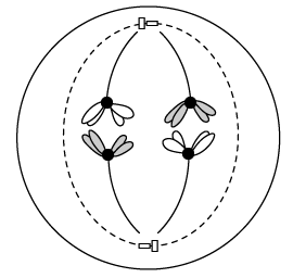 Meiosis anaphase I