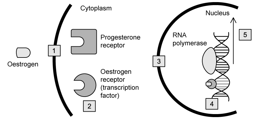 oestrogen-gene-expression