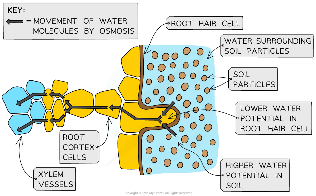 pathway-of-water-into-and-across-a-root-igcse-and-gcse-biology-revision-notes