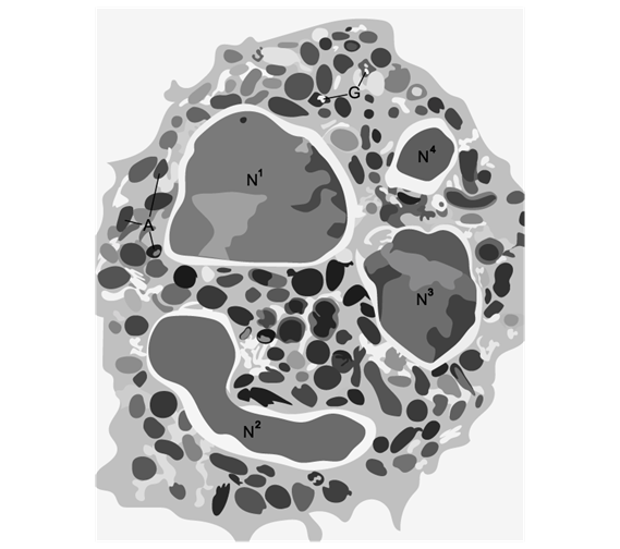 phagocyte-neutrophil-structure-function-sq