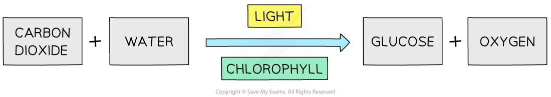 Photosynthesis word equation