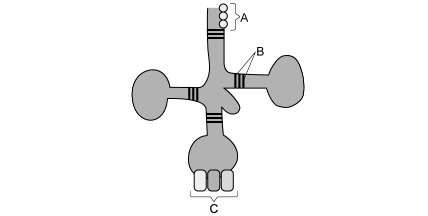 structure-of-trna-sq