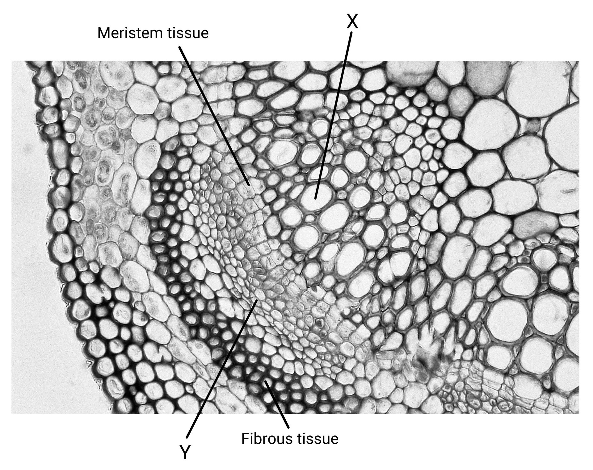 Vascular bundle xylem phloem cambium stem micrograph 