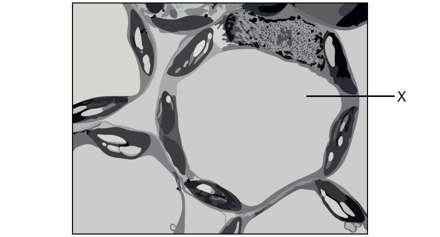 vacuole-to-label