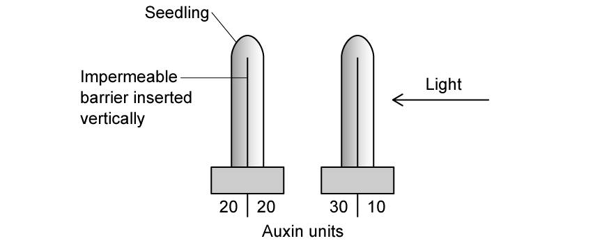 24-py_mE_phototropism-auxin-iaa-experiments-2-sq