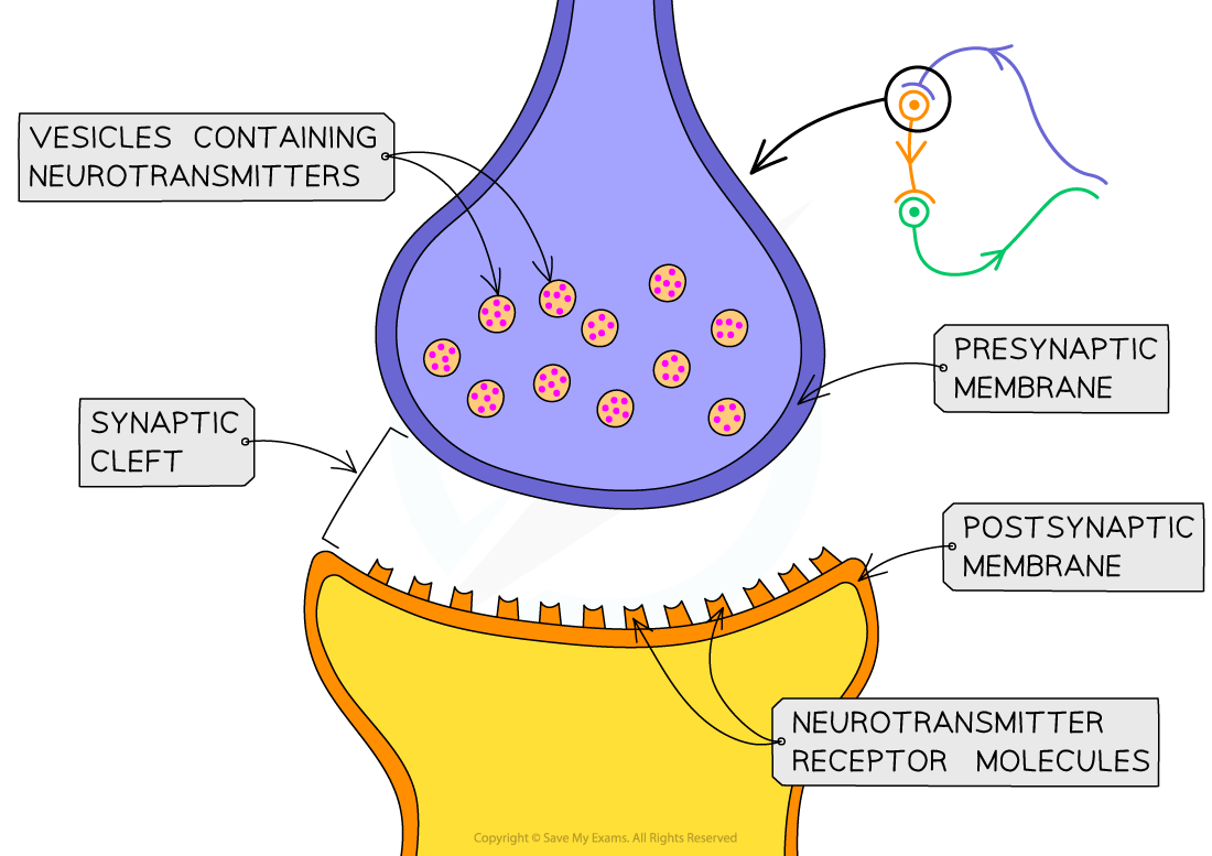 A synapse, IGCSE & GCSE Biology revision notes